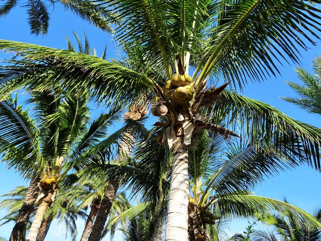 Coco Cabanas And Casitas Vacation Rentals Loreto  Esterno foto